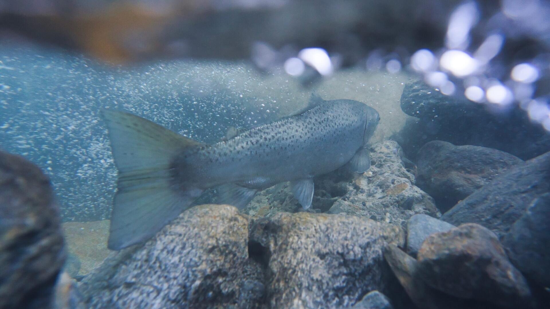 Unterwasseransicht eines großen Fisches, der in der Nähe von Felsen in einem klaren Bach schwimmt, wobei Blasen aufsteigen und das Wasser blau und leicht trüb erscheint.