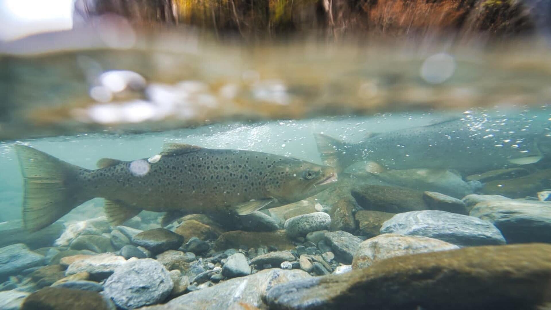 A close-up underwater view of a fish swimming over rocks in a clear stream. The water’s surface is visible at the top, with natural light filtering through.