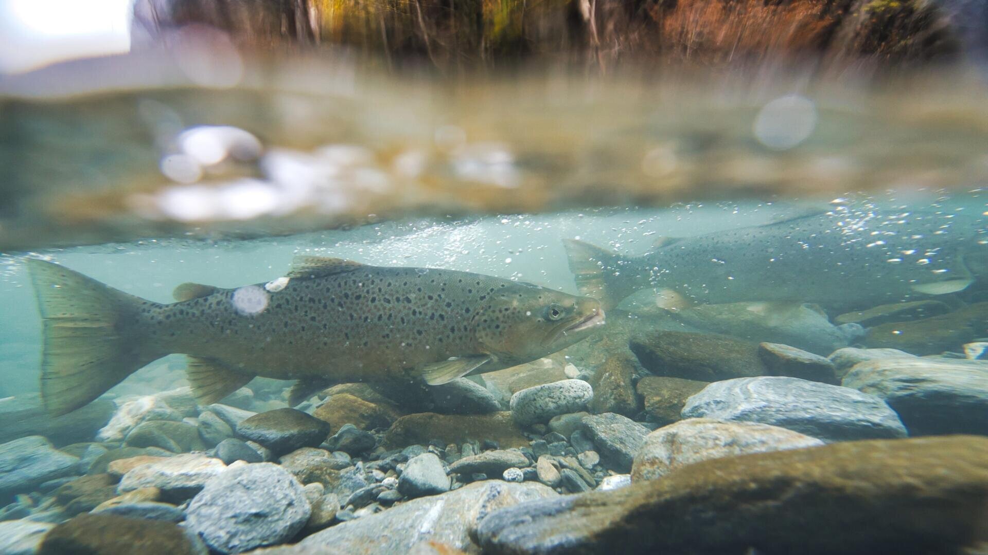 Eine Unterwasseransicht einer Bachforelle, die über ein felsiges Flussbett in klarem Wasser schwimmt, mit einem anderen Fisch im Hintergrund.