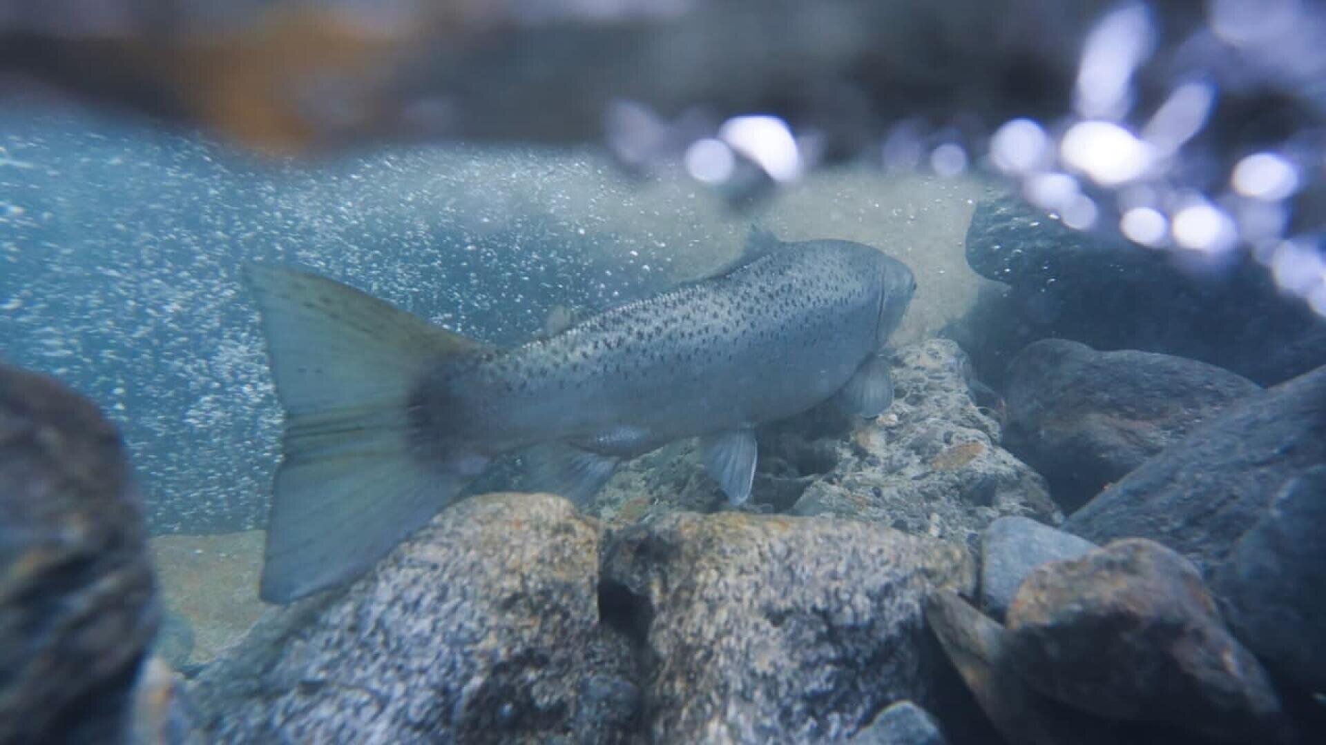 A large fish swims underwater among rocks, surrounded by bubbles and clear blue water, with light filtering down from the surface above.